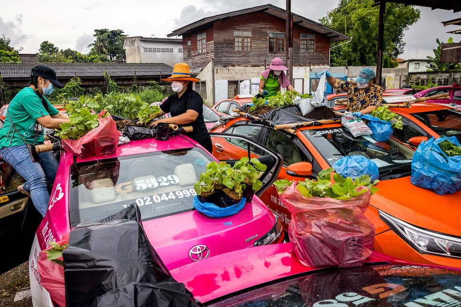 Tayland’da taksiler sebze bahçesi oldu