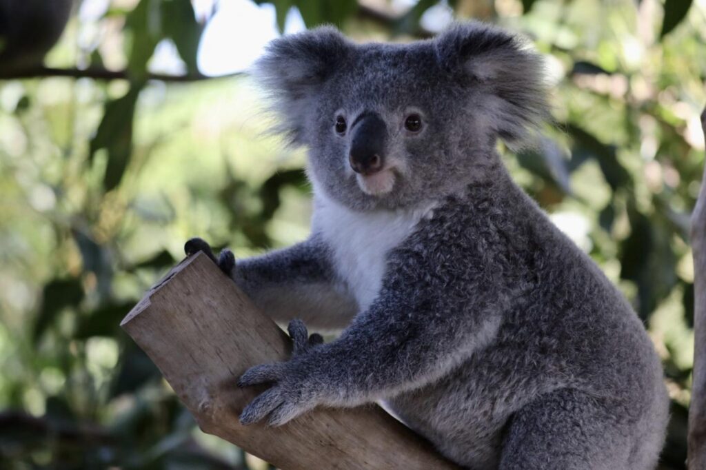 Avustralya’da koalaların sayısı azalıyor