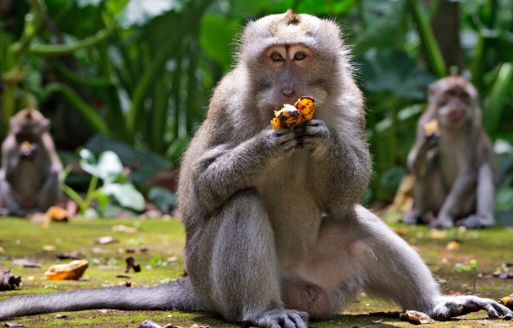 Endonezya’da maymunlar hırsızlık yapmaya başladı